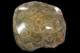 Polished Fossil Coral (Actinocyathus) - Morocco #85034-1